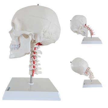 Cranstein Scientific anatomie model schedel met flexibel..., Nieuw