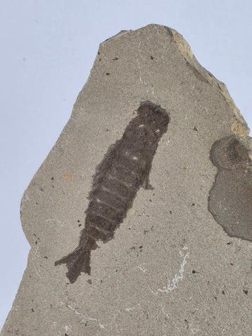 Insekt - Gefossiliseerd dier - Ephemeropsis trisetalis - 9.5