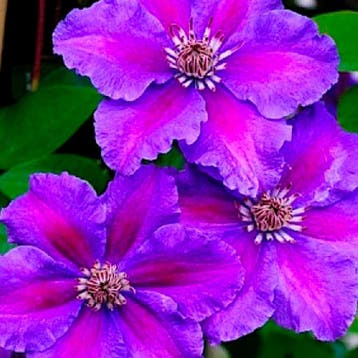 Clematis Ashva container (C2) Sierplanten, Rood, Paars, Tuin en Terras, Verzenden, Overige soorten, Struik