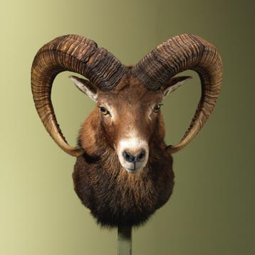 Moeflon Taxidermie Opgezette Dieren By Max, Ophalen of Verzenden, Nieuw, Wild dier, Opgezet dier