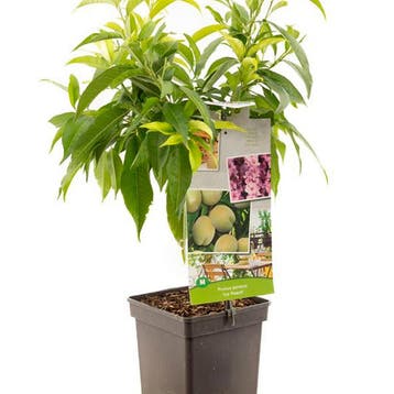 Perzik Ice Peach container (P18) Roze, Verzenden