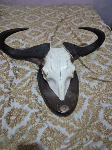 Wanddecoratie (2) - Tanzania - Schedel met hoorns van een, Nieuw