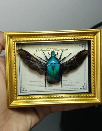 Insekt Taxidermie volledige montage - Rhomborrhina diffusa, Nieuw