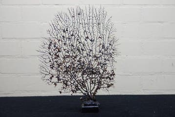 Fine Gorgonian Sea Fan / zeewaaier op houten sokkel, Verzamelen, Nieuw