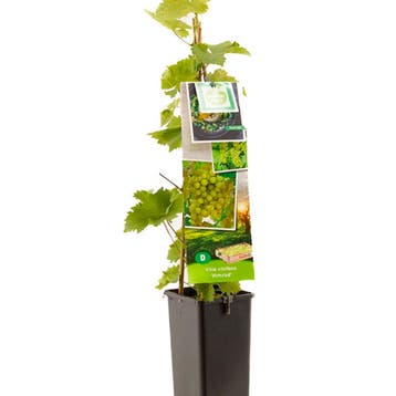 Druif Himrod container (P11) Groen, Verzenden