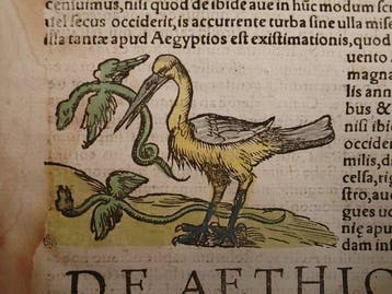Sebastian Münster (1489–1552) - Cosmographia Universalis -