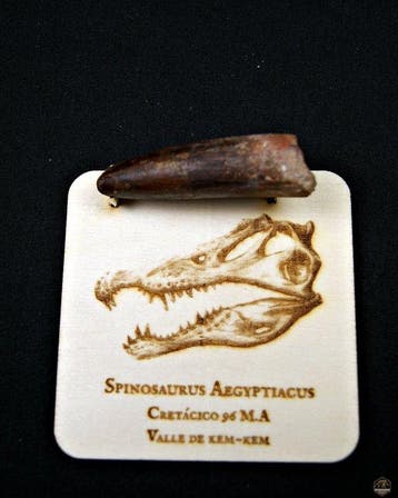 Spinosaurus - Gefossiliseerde slagtand - Spinosaurus