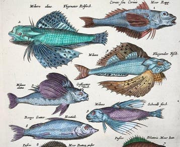 Matthäus Merian (1593-1650) - hand coloured engraving: