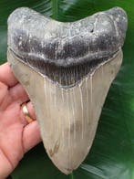 Megalodon - Fossiele tand - Otodus Megalodon - North, Verzamelen