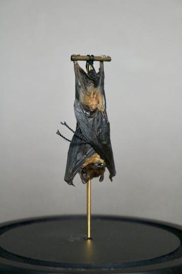 Vleermuis Taxidermie volledige montage - Pipistrelus sp. -, Verzamelen, Nieuw