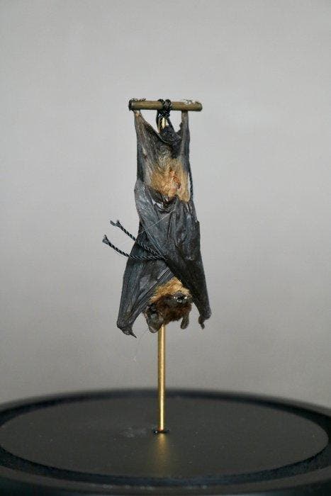 Vleermuis Taxidermie volledige montage - Pipistrelus sp. -, Verzamelen, Dierenverzamelingen