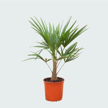 Green Bubble - Trachycarpus Fortunei - 85cm - Ø20 cm, Ophalen of Verzenden