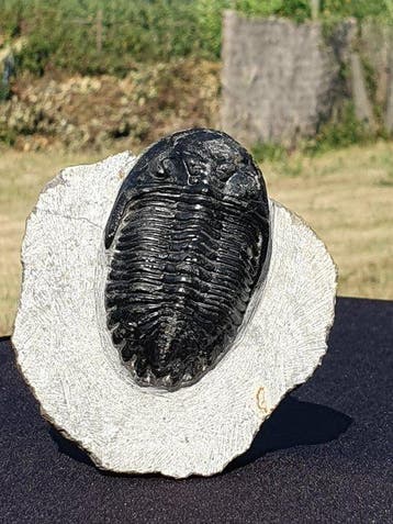 Trilobiet - Gefossiliseerd dier - Metacanthina Trilobite