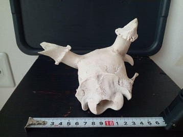 Japanse hertenschedel met gewei Schedel - Cervus nippon - 11