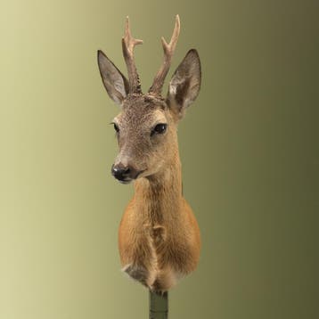 Reebok Zomervacht Taxidermie Opgezette Dieren By Max, Ophalen of Verzenden, Nieuw, Wild dier, Opgezet dier