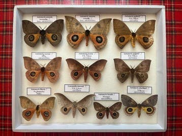 Vlinder Taxidermie volledige montage - Automeris - 30 cm -