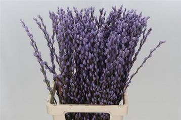 Katjeswilg gekleurde wilgenkatjes salix milka lila bundel 10, Ophalen of Verzenden, Nieuw