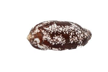 Spectaculair patroon in gigantisch formaat: De Conus aulicus, Verzamelen, Nieuw