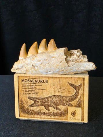 Mosasaurus - Fossiele tand - Mosasaur tooth on a custom base