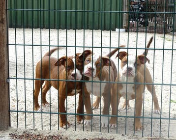Old English Bulldog pups! | Mogen mee! | Hartelijk Welkom., Dieren en Toebehoren, Honden | Bulldogs, Pinschers en Molossers, Parvo
