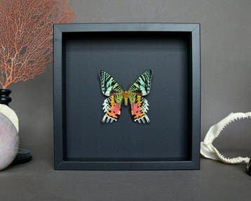 Vlinder Taxidermie volledige montage - Urania ripheus - 23, Verzamelen, Dierenverzamelingen, Nieuw