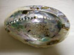 Abalone schelp groot formaat 11 cm per stuk, Ophalen of Verzenden, Nieuw