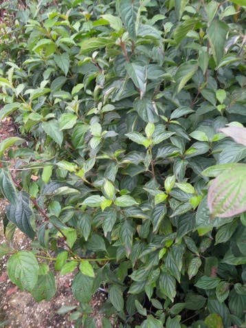 bosplantsoen in pot Rode Kornoelje Cornus sanguineum, Ophalen of Verzenden, Overige soorten, Struik