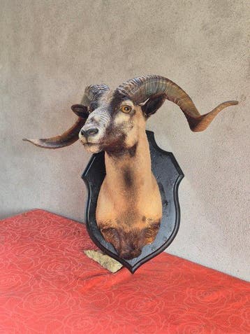 Wilde bok Taxidermie volledige montage - Capra aegagrus -