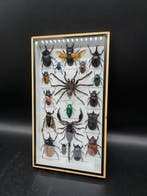 Lijst- XL - Echte Insecten - Hout, Glas