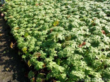 Geranium macrorrhizum ooievaarsbek, Bodembedekkers, Vaste plant, Ophalen of Verzenden, Halfschaduw