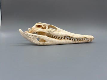 Nijlkrokodil Schedel van een reptiel - Crocodylus niloticus