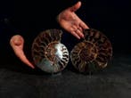 Cleoniceras in sectie - Gefossiliseerd dier - cleoniceras -, Nieuw