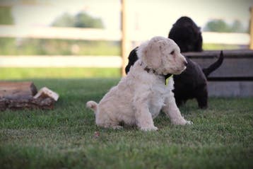 Labradoodle, pups van gecontroleerde ouders, Parvo, België, 8 tot 15 weken, Groot