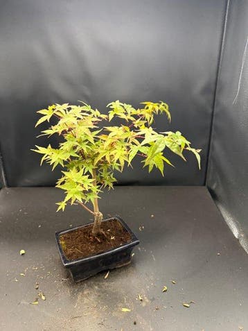 Japanese maple bonsai (Acer palmatum) - Hoogte (boom): 25 cm
