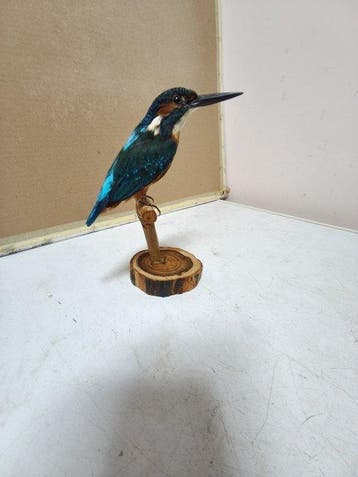IJsvogel Taxidermie volledige montage - Alcedo attis - with, Nieuw