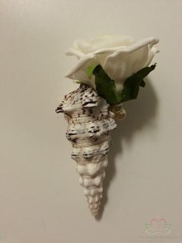 Cerithium Nodulosum schelpen 1 kilo, Ophalen of Verzenden, Nieuw