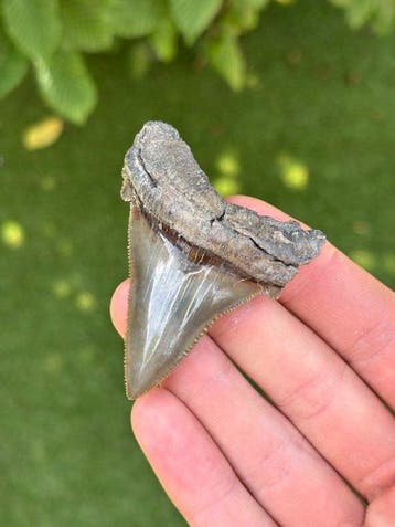 Haai - Fossiele tand - Otodus Angustidens - 7 cm - 5.5 cm