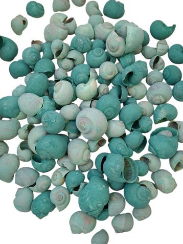 Nattai schelpen Green Washed 500 gram, Ophalen of Verzenden, Nieuw