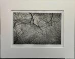 Lee Friedlander (1934–) - Cherry Blossom Time in Japan
