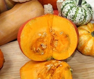 Rotorua F1 Hokkaido pompoen kleinverpakking zaden, Ophalen of Verzenden, Nieuw