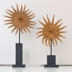 Zeester zonnebloem. Taxidermie volledige montage -, Nieuw