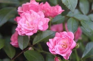 Geurolie Rozen voor melts kaarsen en zeep 20 ml, Ophalen of Verzenden, Nieuw