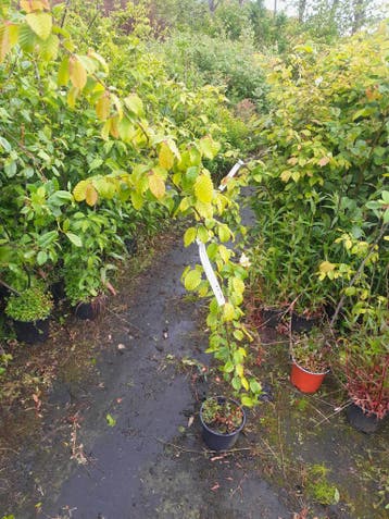 Carpinus betulus  Haagbeuk in pot gekweekt 100-120 cm, Ophalen of Verzenden, Haagbeuk, Haag, 100 tot 250 cm