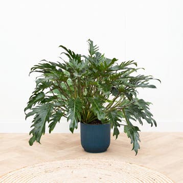 Green Bubble - Philodendron Xanadu - 100 cm - Ø35 cm, Ophalen of Verzenden