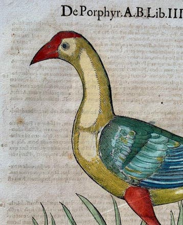 Conrad Gesner - Vogelbuch - 1617