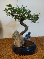 Japanese iep bonsai (Zelkova) - Hoogte (boom): 26 cm -