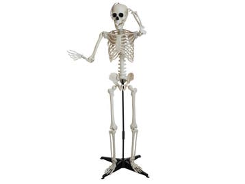EUROPALMS Halloween-skelet, Staand, 150 Cm, Verzenden, Nieuw, Overige typen