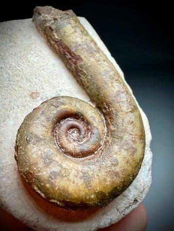Prachtig cephalopodenfossiel - Gefossiliseerde schelp -, Verzamelen
