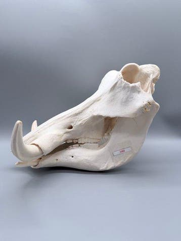 Wrattenzwijn Schedel - Phacochoerus africanus - 23 cm - 26, Nieuw