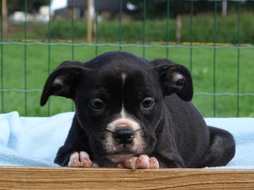 Old English Bulldog pups! | Mogen mee! | Hartelijk Welkom., Parvo, Nederland, 8 tot 15 weken, Bulldog